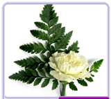 Buttonhole Carnation